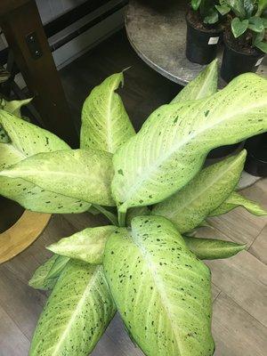 Dieffenbachia