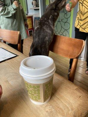 Coffee and cat