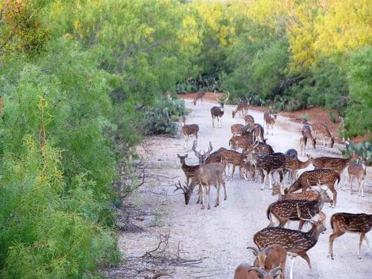 An abundance of wildlife roaming throughout the Resort