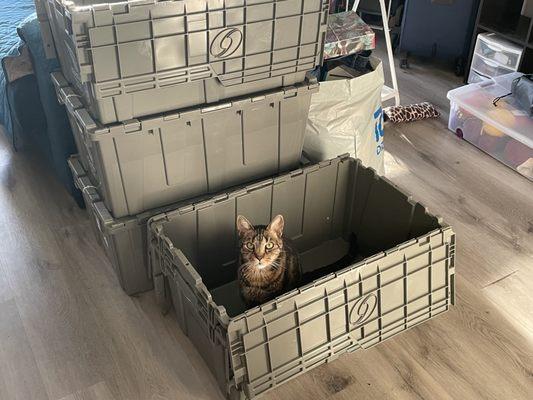 Cat in zippgo box