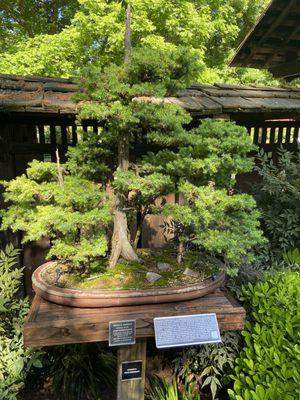 Clark Bonsai Collection Shinzen