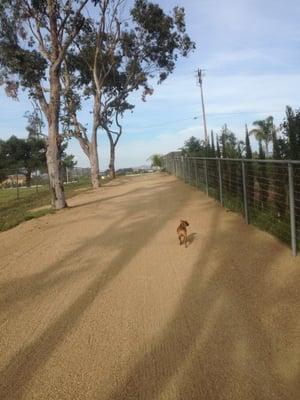 "Cheeto" approves of his new driveway!