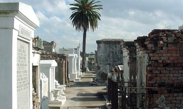 Palm tree in St. Louis cemetery #1