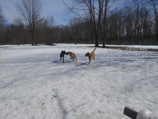 Dog park in winter