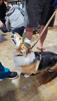 Corgi Beach