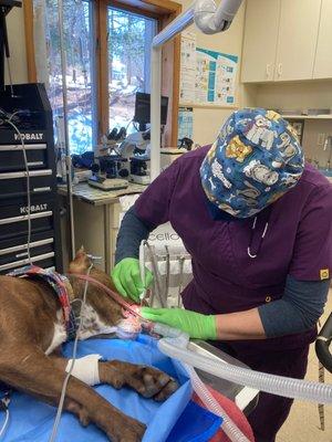 Dental care is one of the most common yet frequently overlooked problems for dogs and cats.