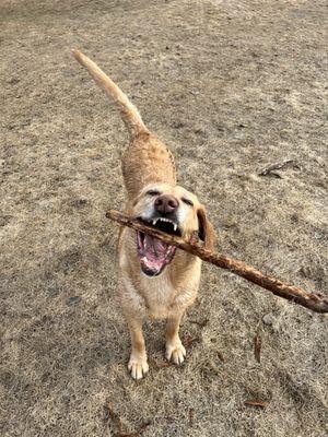 Wheezy and her sticks!