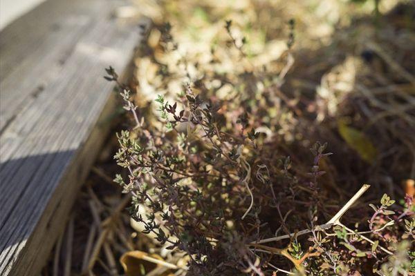 did you know that thyme grows well in Reno and that it's an amazing herb that makes soups, seafood,  and pasta taste so good!