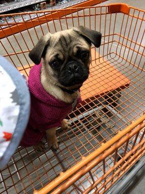 Another shopping trip at Home Depot with Brinley Pug