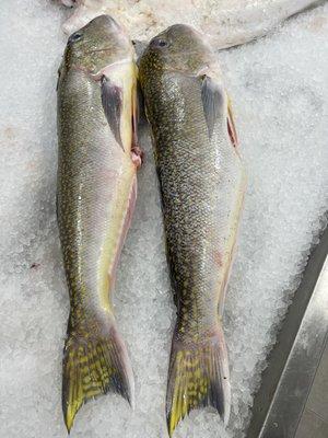 Tilefish