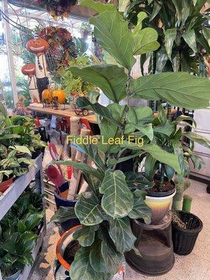 Fiddle leaf fig