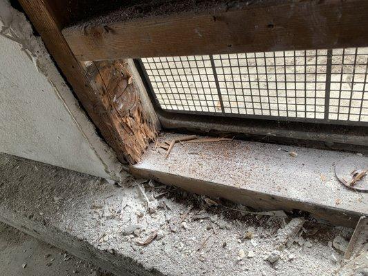 Drywood Termite Fecal Matter and damage in garage behind drywall.