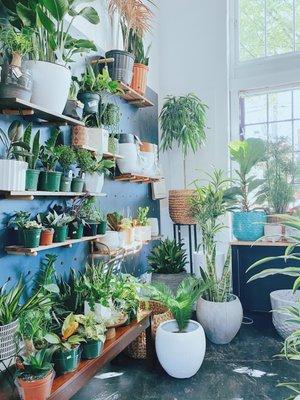 Plant shop - 1 block off Division