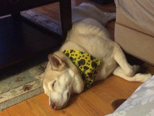 Clean dog! With a turkey bandana provided by Family Pet and Grooming