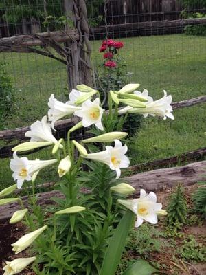 The garden usually has something blooming. Guests are welcome to sit out on the stone patio in our zero gravity chairs and look at the stars