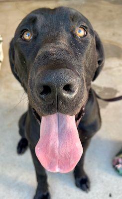 Beni - Labrador/Great Dane mix