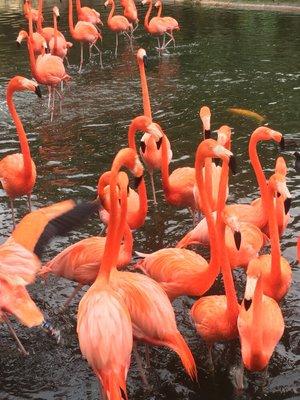 Azure Miami Loves Jungle Island & its Florida Flamingos. We sell, rent and manage properties.