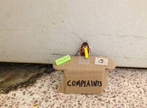 House Doctor Exterminating's complaint department.