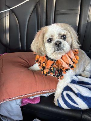 Mr. Sky Guy after his visit to the Admiral Peary Doggie Lodge Groomer