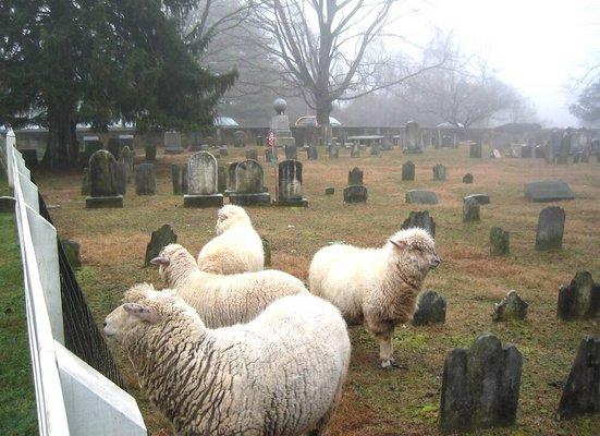 They use sheep to keep their historic (dates to 1700s) cemetery grass short.