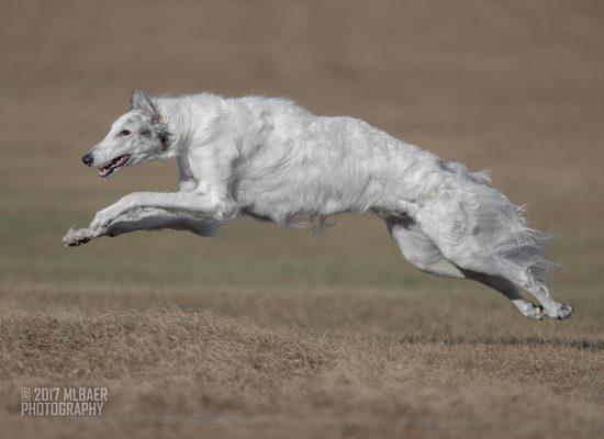 #RioTheBorzoi first professional competition pictures when he got his AKC Lure Coursing JC title!