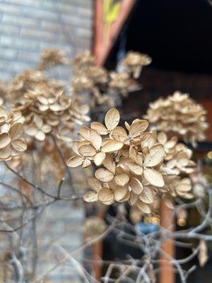 Their live hydrangeas going dormant because it's cold outside