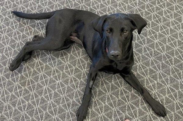 Bella, our scent detection canine!