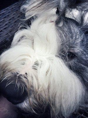 Watson the Old English Sheepdog