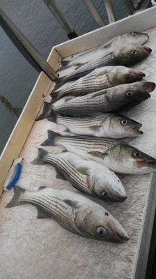 Striped Bass / Rockfish