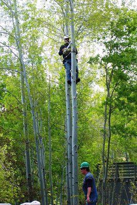 Visentin Yard & Tree Maintenance