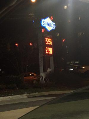 Cheap gas here