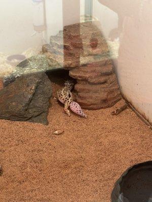 Gecko with swollen, red tail.