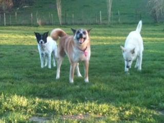 Penny, Junior and Tommy