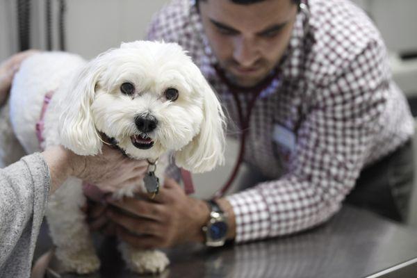 Dog getting an exam with a veterinarian.