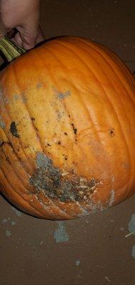 Rotten pumpkin after a week.