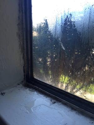 These windows need immediate replacing. Mold is growing, and water leaks through.