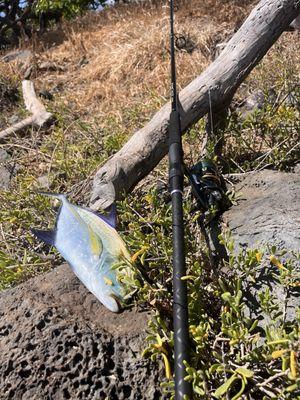 Nice papio, caught on the rod I purchased from all about fish