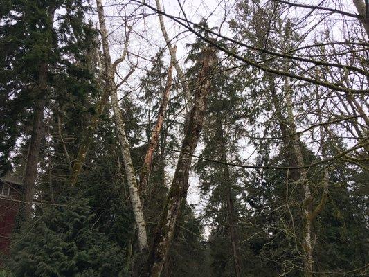 Dead trees very dangerous and on a steep hill