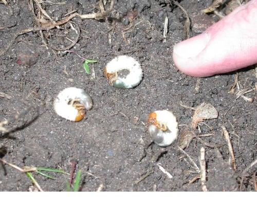 White grubs can cause damage to turf by eating the roots.