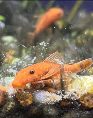 Super red bristlenose pleco