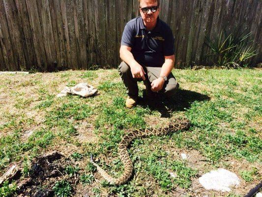 Eastern Diamondback