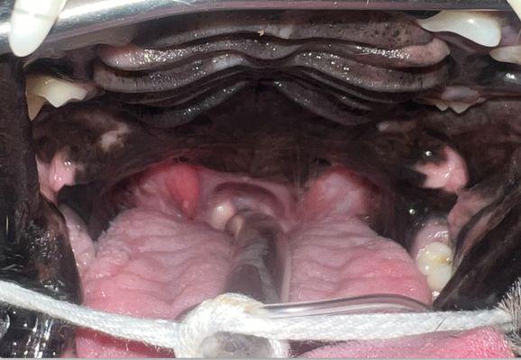 soft palate after the initial surgery with Complete Pet Care Animal Hospital