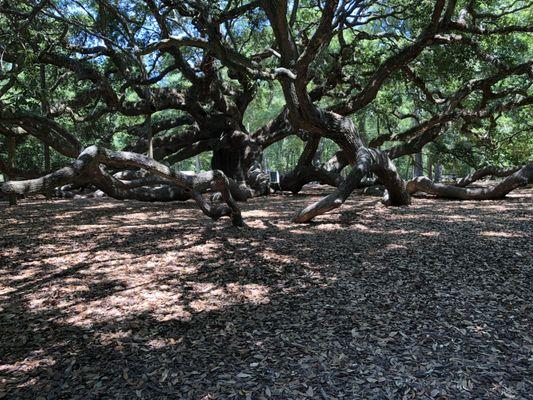 Partial view of Angel Oak.