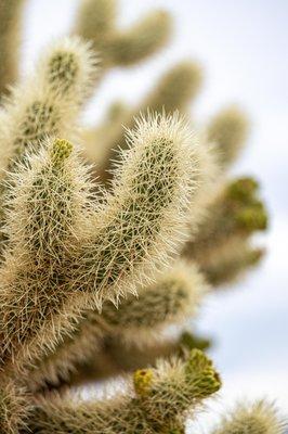 Cholla Cactus Garden - Joshua Tree National Park