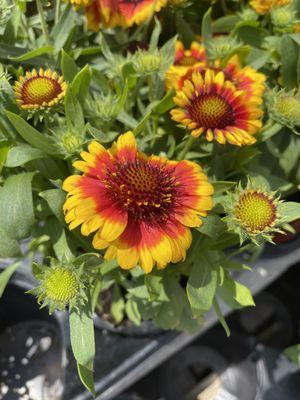 Large pots of healthy flowers.