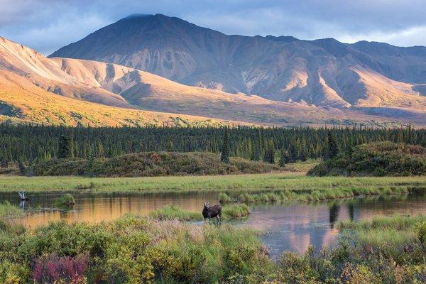 Moose in pond