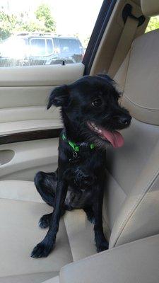 Just getting in the car after a day at "Happy Dogs Play & Stay."