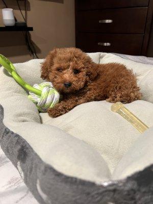 Toy Poodle Eli