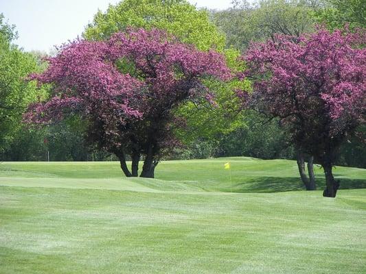 Spring at St. Andrews