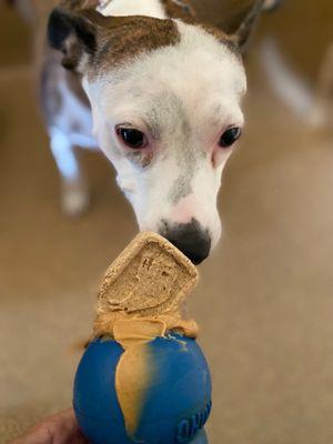 Hazel enjoying a peanut butter Kong.